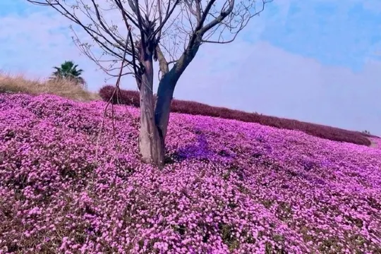 龍江歲月樂園(漳州版普羅旺斯)