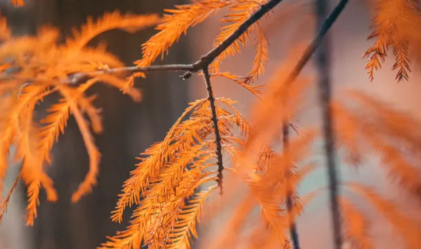 大夫山森林公園
