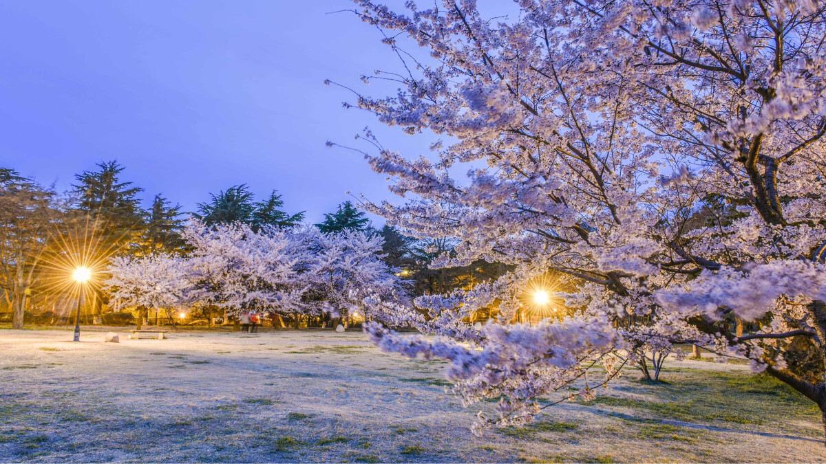 青島中山公園賞櫻花