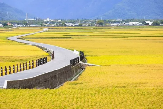 伯朗大道~金黃稻田