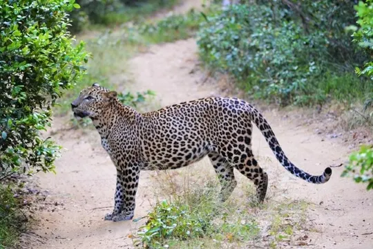 雅拉野生動物園