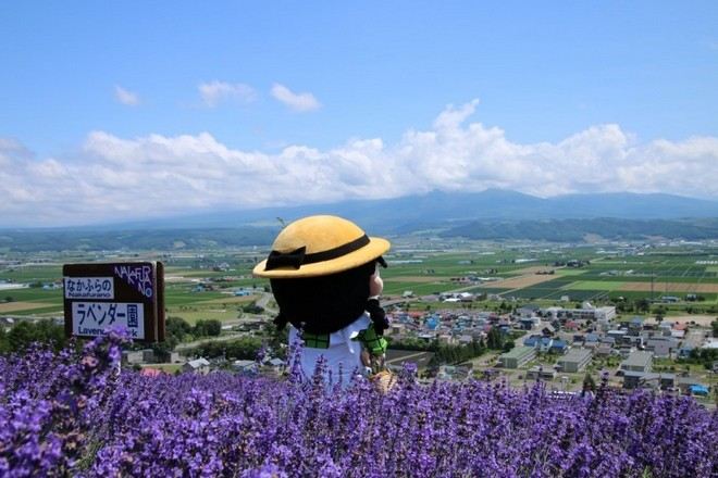 北星山町營薰衣草園 