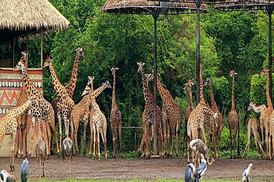 泰國野生動物園