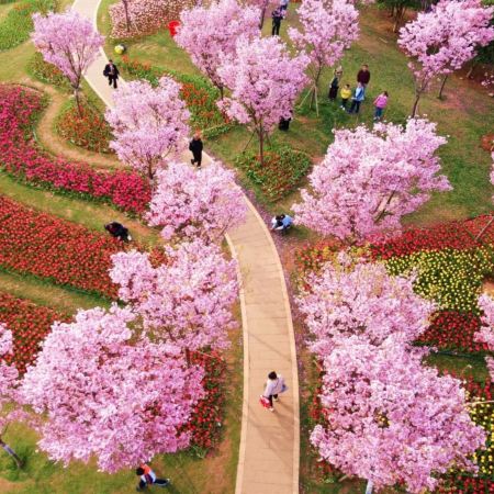 季節限定: 🌸春遊江西三大賞花勝地🌸5天純玩高鐵團 《世界文化遺產》廬山(重本包環保車、索道深度遊西線+東線)、鳳凰溝櫻花谷、篁嶺梯田油菜花、馬蘭圩花海公園油菜花/漁舟灣濕地木繡球花、景德鎮古窯