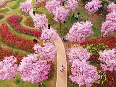 季節限定: 🌸春遊江西三大賞花勝地🌸5天純玩高鐵團 《世界文化遺產》廬山(重本包環保車、索道深度遊西線+東線)、鳳凰溝櫻花谷、篁嶺梯田油菜花、馬蘭圩花海公園油菜花/漁舟灣濕地木繡球花、景德鎮古窯