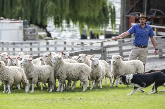 瓦爾特峰高原牧場