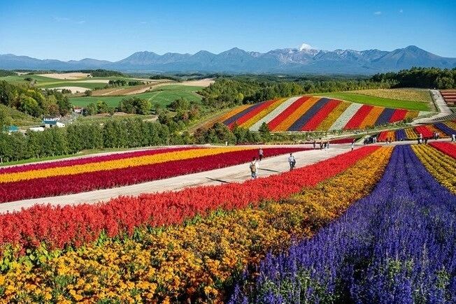 美瑛四季彩の丘