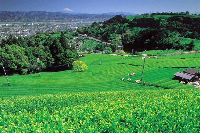 靜岡茶園