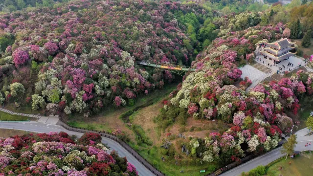 百里杜鵑景區