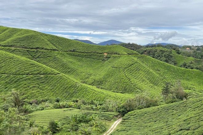 金馬崙高原茶園