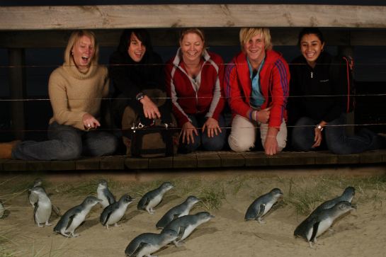 菲利普島神仙企鵝