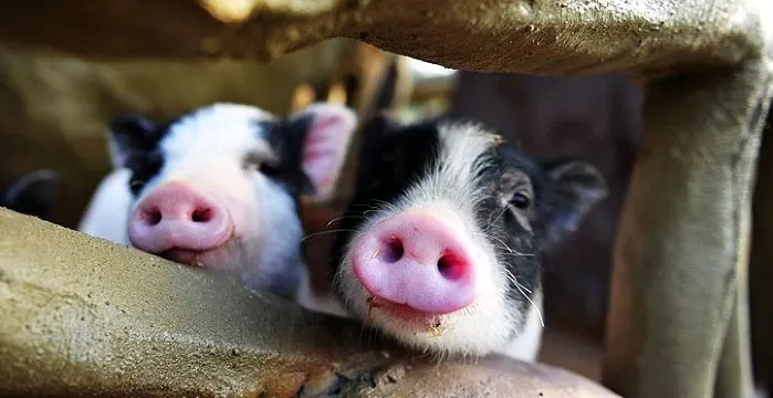 長鹿休閒度假農莊