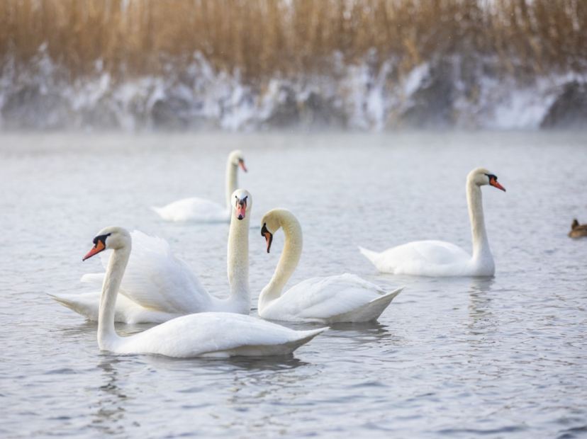天鵝泉濕地公園