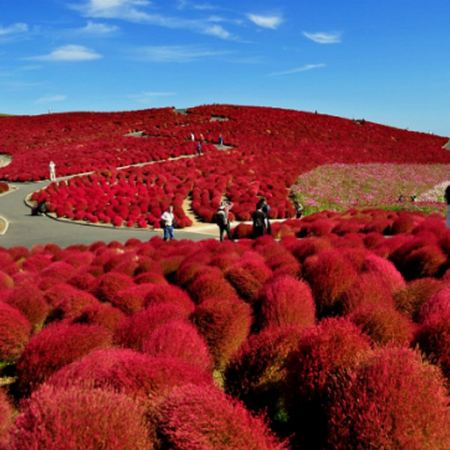  東京、茨城 秋日5天賞景之旅    (日立海濱公園浪漫花海/大洗磯前神社、絕美海上鳥居~神磯之鳥居+偕樂園)、「世界三大高佛像」牛久大佛、富士山世界遺產展示館/紅葉迴廊葉、富士山五合目