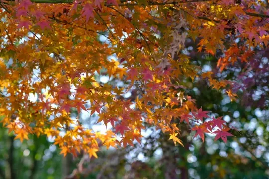 淺山森林美術公園