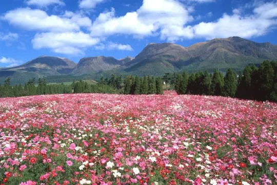 久住花公園秋櫻