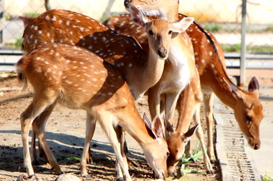 鹿境生態梅花鹿園