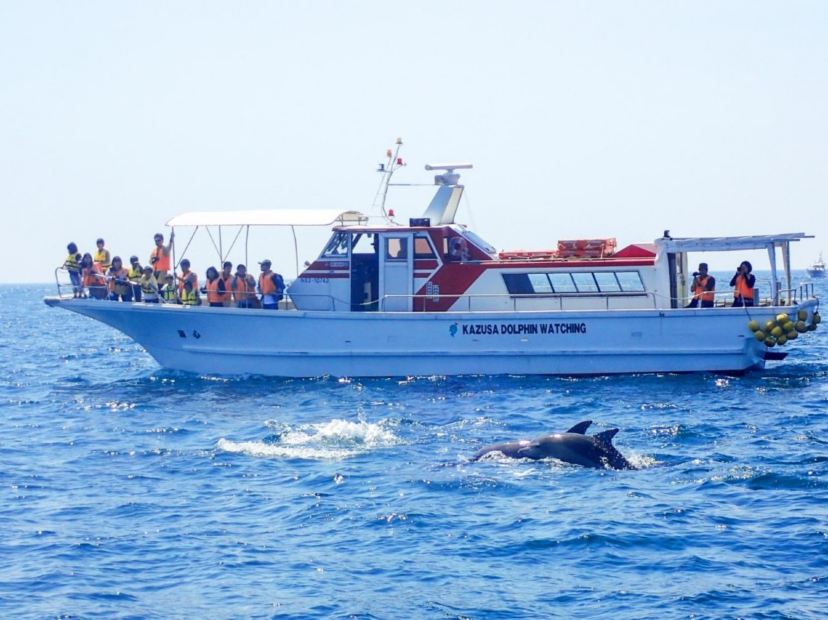 南島原賞野生海豚