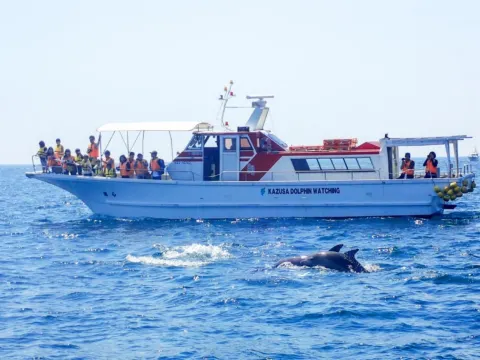 南島原賞野生海豚