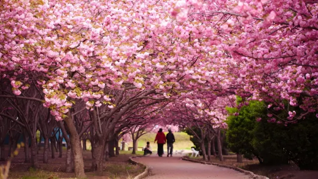大連勞動公園櫻花