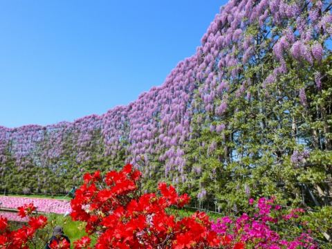 足利花卉公園~紫藤花