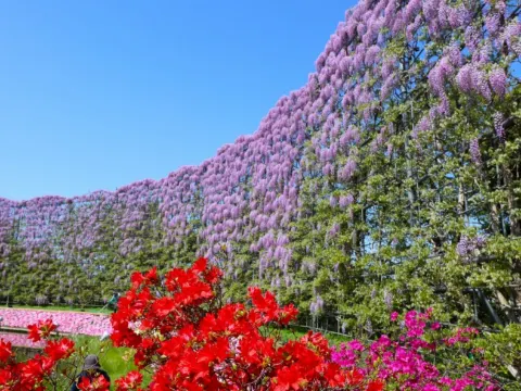 足利花卉公園~紫藤花