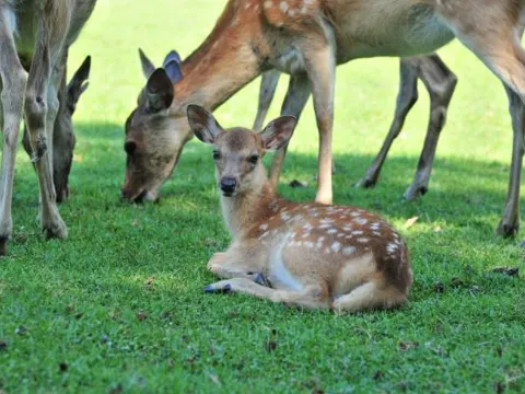 神鹿公園