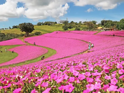 《親子人氣景點》Mother牧場