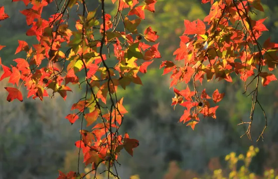 圭峰山國家森林公園楓葉