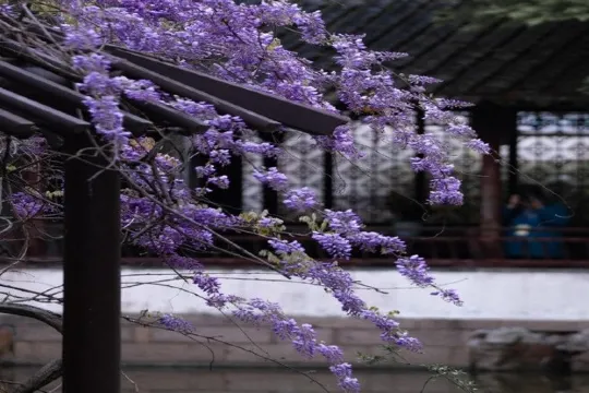 留園 紫滕花