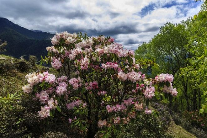 畢棚溝高山杜鵑