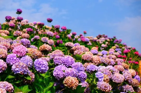 南國山花花卉莊園