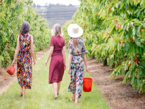 Cherry Hill車厘子果園