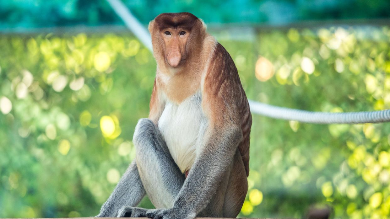 香江野生動物世界