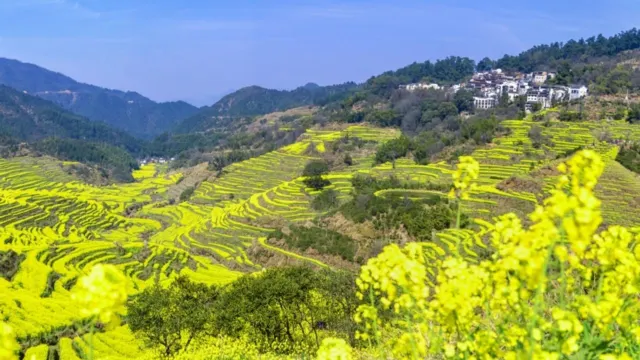 篁嶺梯田油菜花