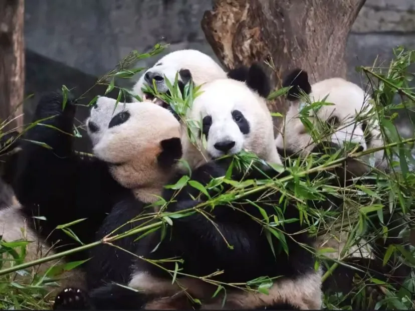 重慶動物園熊貓館