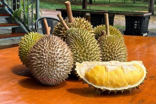 【悉心安排】遊走榴槤山 各種榴槤及時令水果任食