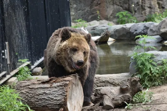 旭山動物園\