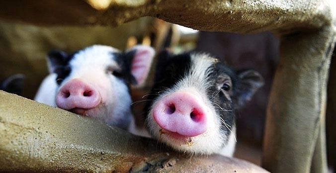 長鹿休閒度假農莊