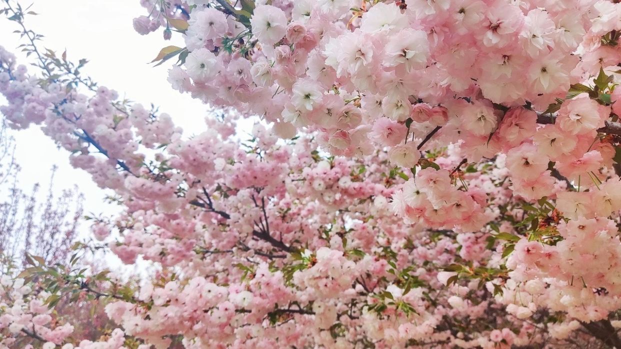 古柏渡豐樂櫻花園