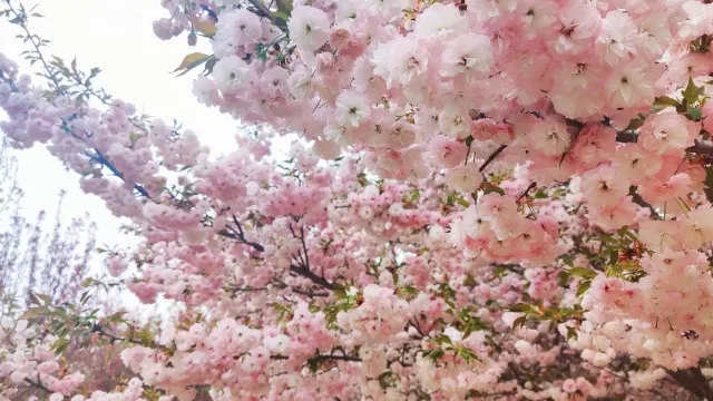 古柏渡豐樂櫻花園