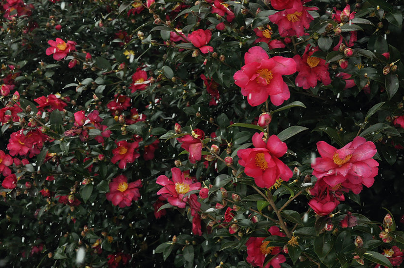 CamelliaHill山茶花之丘