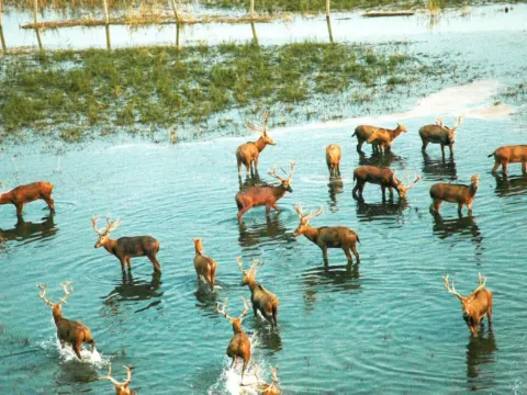 天鵝洲國家級自然保護區~麋鹿苑