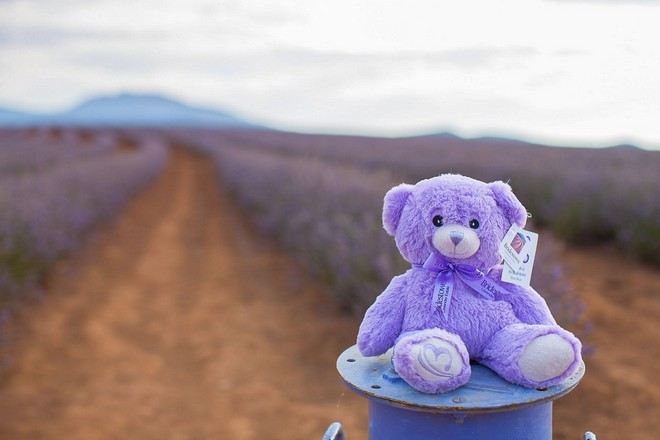 薰衣草莊園 Bobbie Bear