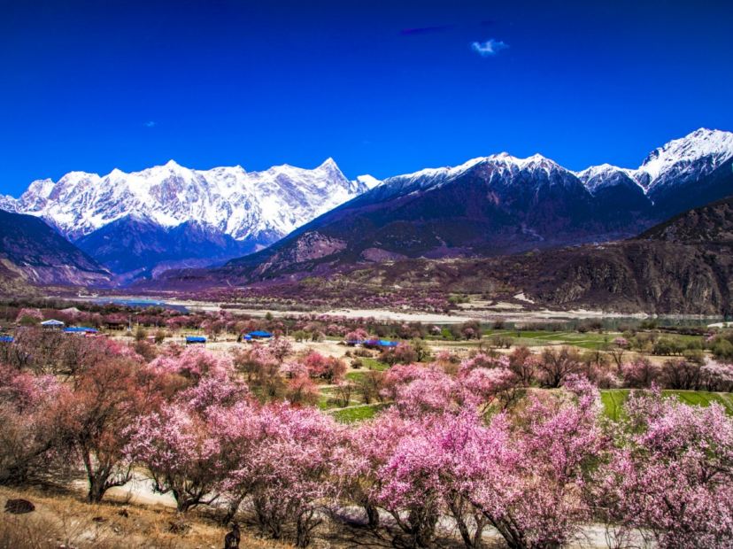 雅魯藏布江河谷桃花