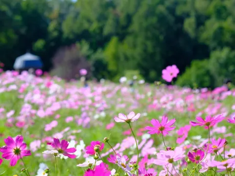 國營瀧野鈴蘭丘陵公園