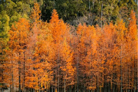 大夫山森林公園