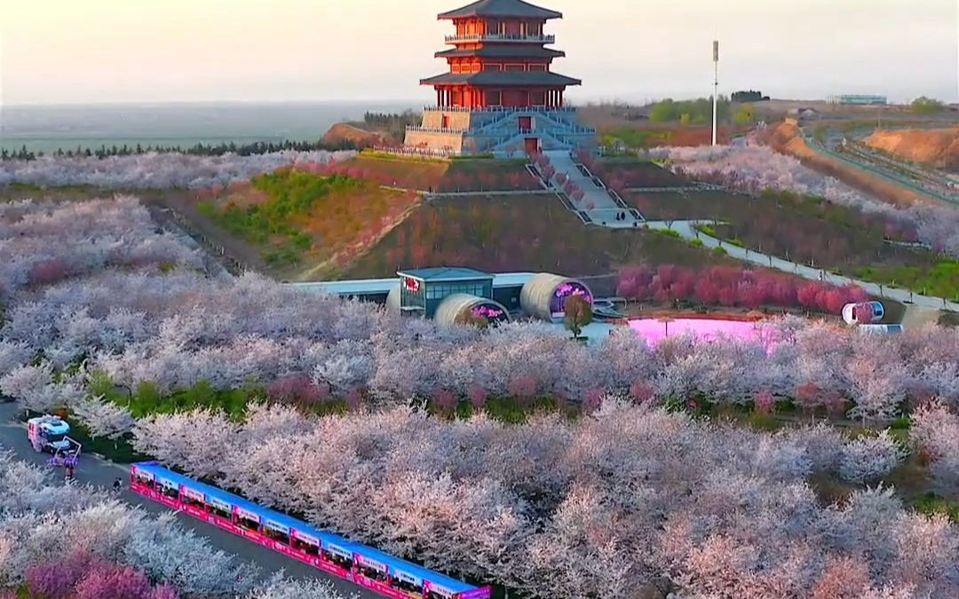 古柏渡豐樂櫻花園