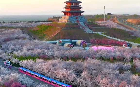 古柏渡豐樂櫻花園