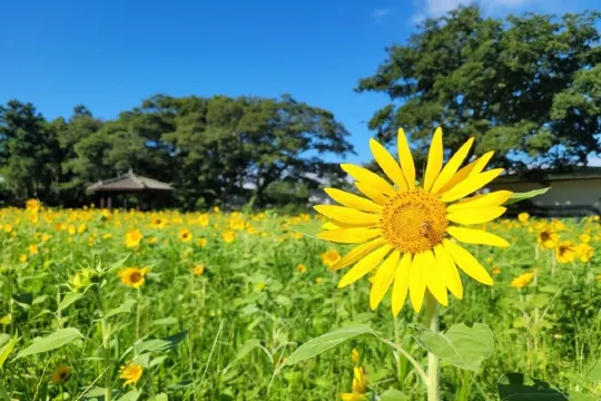 缸坡頭里 抗蒙遺蹟